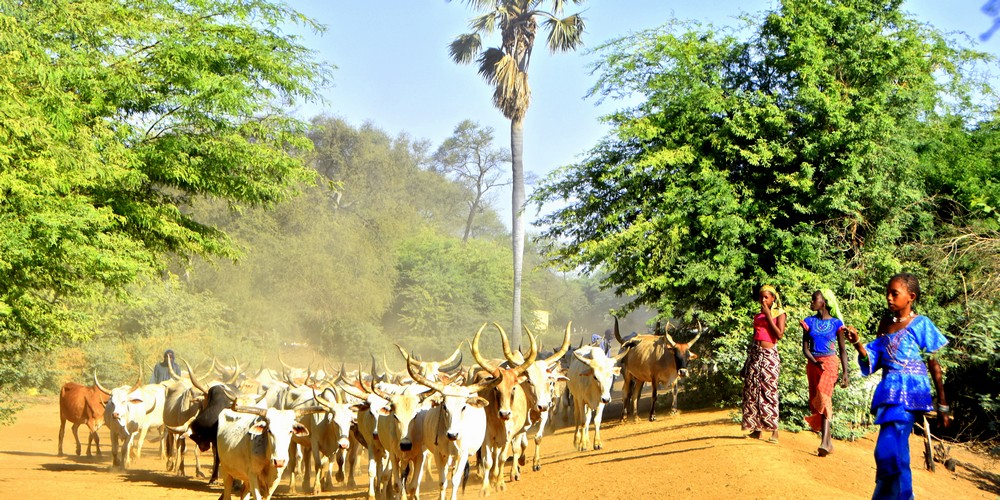 OFERTA 2023-2024  BELLEZAS DE SENEGAL 